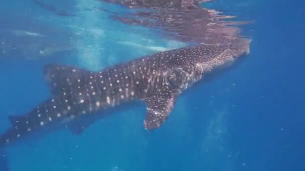 Requins Baleines Sous Marins Sur Île Cebu Philippines — Video