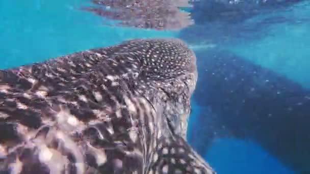 Tiburones Ballena Bajo Agua Isla Cebú Filipinas — Vídeos de Stock