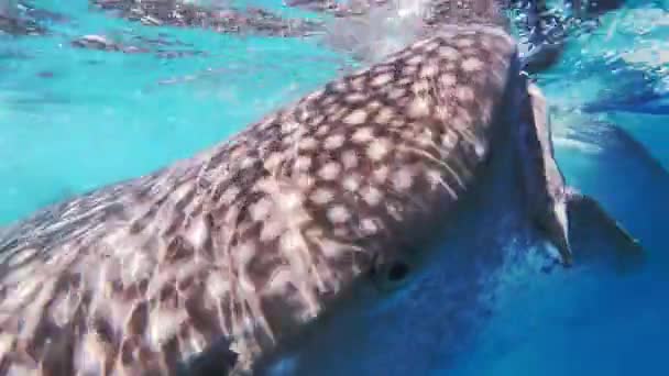 Китовые Акулы Водой Острове Себу Филиппины — стоковое видео