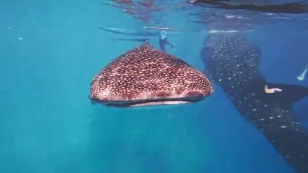 Tubarões Baleia Subaquáticos Ilha Cebu Filipinas — Vídeo de Stock