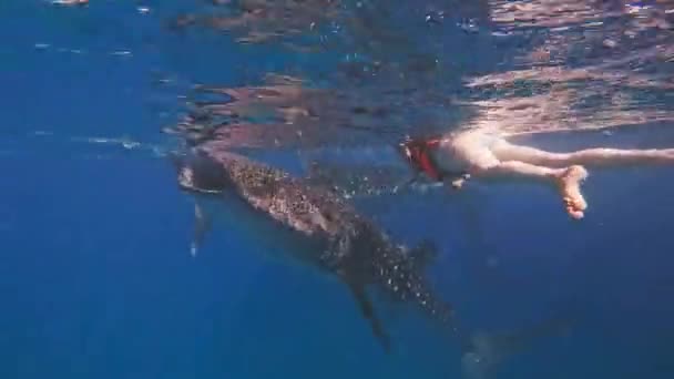 Tiburones Ballena Bajo Agua Isla Cebú Filipinas — Vídeos de Stock