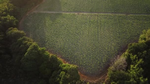 Cukornád Ültetvények Mauritius Szigetén Légi Kilátás — Stock videók