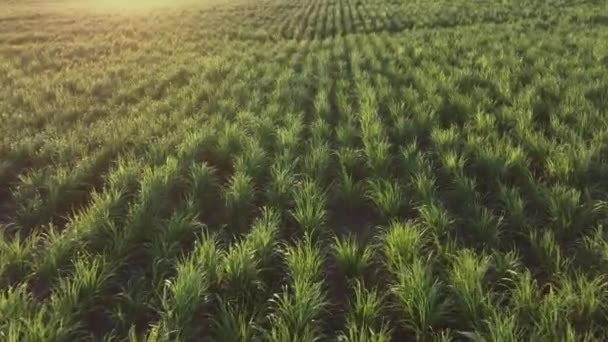 Suikerriet Plantages Het Eiland Mauritius Luchtfoto — Stockvideo
