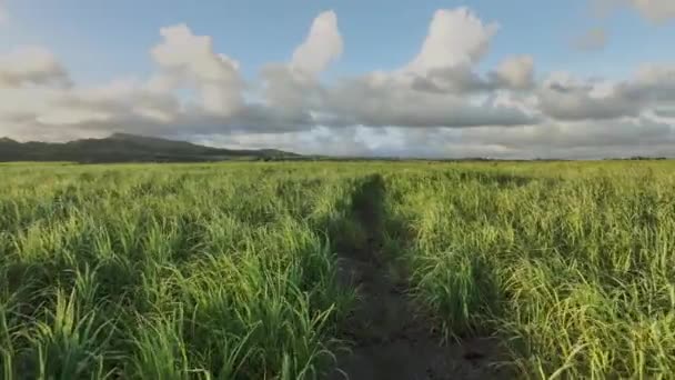 毛里求斯岛上的甘蔗种植园 空中景观 — 图库视频影像