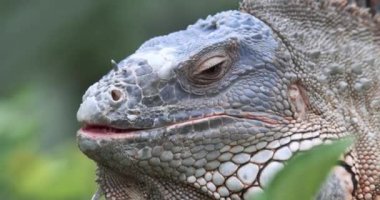 Büyük İguana Yakından, Sürüngen