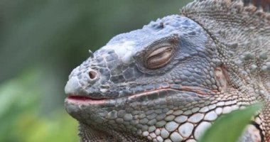 Büyük İguana Yakından, Sürüngen