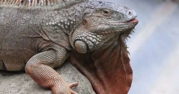 Duże Zbliżenie Iguana Gad — Wideo stockowe