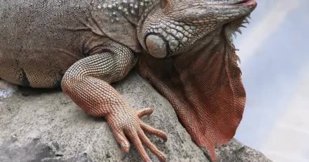 Μεγάλο Iguana Κοντινό Πλάνο Ερπετό — Αρχείο Βίντεο