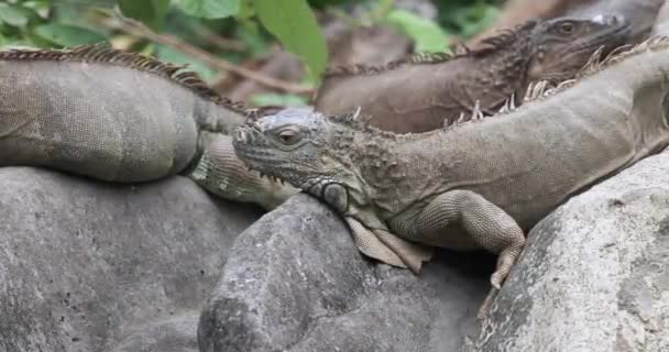 Großer Leguan Großaufnahme Reptil — Stockvideo