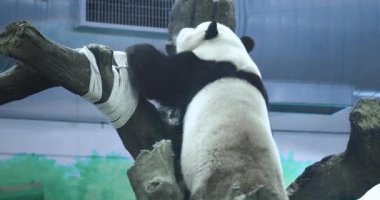 Taipei Hayvanat Bahçesi, Tayvan 'da Büyük Panda