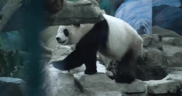 Большая Панда Вольере Зоопарка Тайбэя Тайвань — стоковое видео