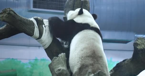 Big Panda Enclosure Taipei Zoo Taiwan — Stok Video