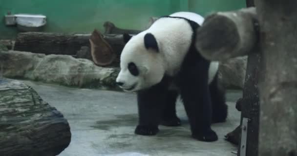 Wielka Panda Obudowie Tajpej Zoo Tajwan — Wideo stockowe