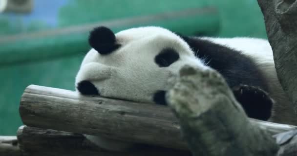 Panda Grande Recinto Del Zoológico Taipei Taiwán — Vídeos de Stock