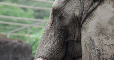 Hayvanat Bahçesindeki Afrika Fili, Yakın plan