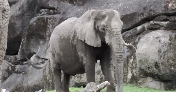 Afrikansk Elefant Djurparken Närbild — Stockvideo