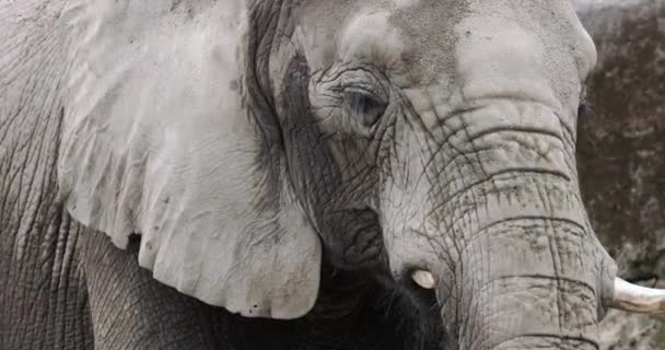 动物园里的非洲象 — 图库视频影像