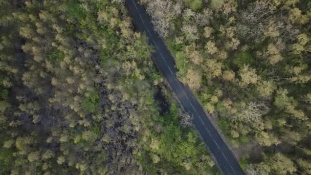 Camino Bosque Con Vehículos Que Pasan Vista Aérea — Vídeos de Stock