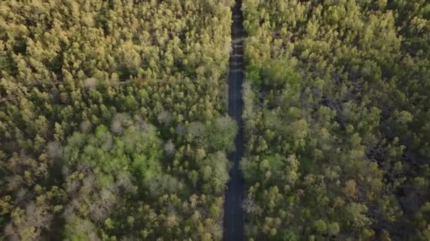 通りすがりの車で森の中の道 空中風景 — ストック動画