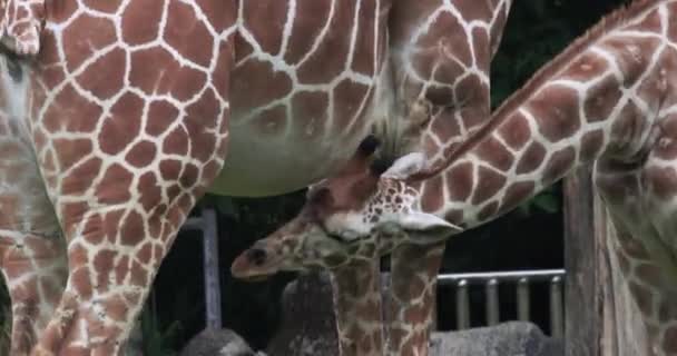 Africké Žirafy Zoo Detailní Záběr — Stock video