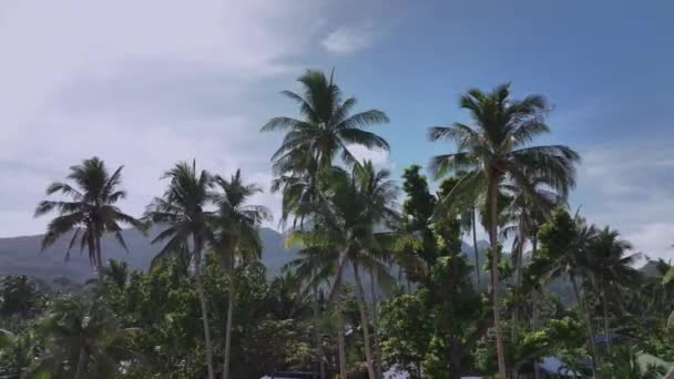 フィリピンのパラワン島にあるヤシの木と山 — ストック動画