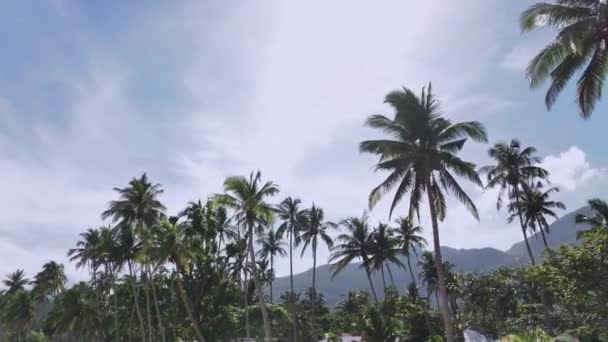 Palmiers Montagnes Sur Île Palawan Philippines — Video