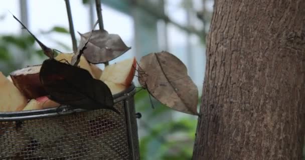 Kallima Butterflies Feed Zbliżenie — Wideo stockowe