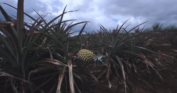 Jeunes Ananas Sur Une Plantation Maurice — Video