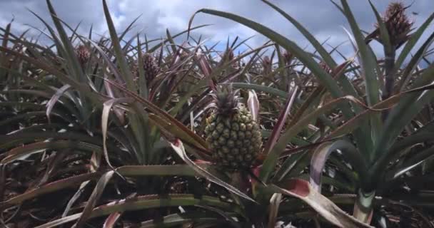 Νεαρά Φρούτα Ανανάς Φυτεία Μαυρίκιος — Αρχείο Βίντεο