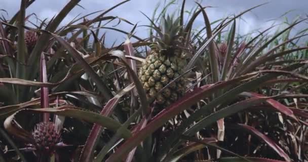 Fiatal Ananász Gyümölcsök Ültetvényen Mauritius — Stock videók