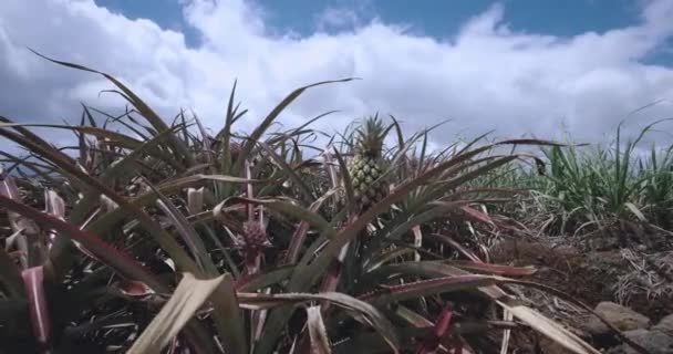 Mladý Ananas Ovoce Plantáži Mauricius — Stock video