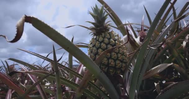 Jonge Ananasvruchten Een Plantage Mauritius — Stockvideo