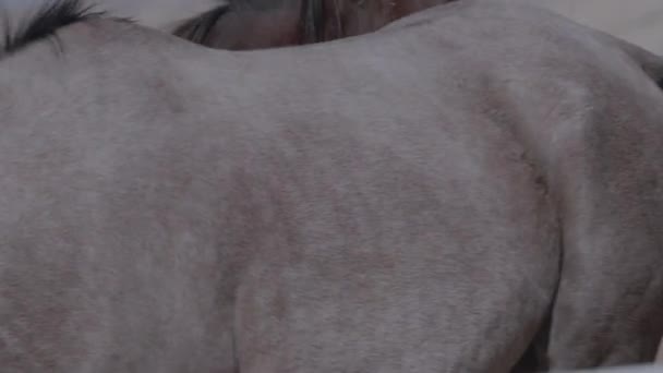 Όμορφα Καθαρόαιμα Άλογα Κοντινό Πλάνο — Αρχείο Βίντεο