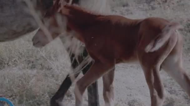 Piękne Konie Czystej Krwi Zbliżenie — Wideo stockowe