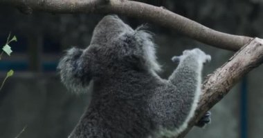 Koala Taipei Hayvanat Bahçesinde, Yakından.