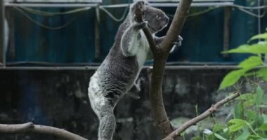 Koala Taipei Hayvanat Bahçesinde, Yakından.