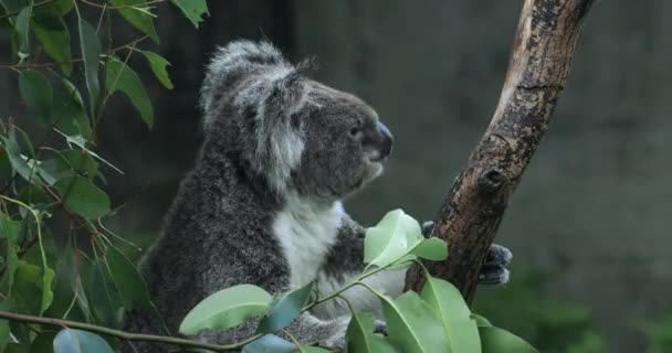 Oso Koala Zoológico Taipei Primer Plano — Vídeos de Stock