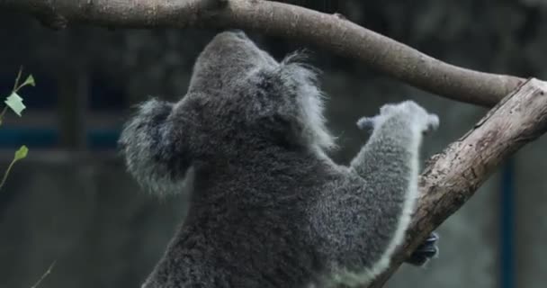 Koala Beer Taipei Zoo Van Dichtbij — Stockvideo