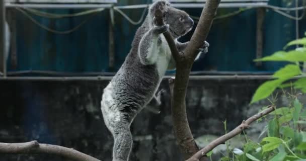 Urso Coala Jardim Zoológico Taipei Close — Vídeo de Stock