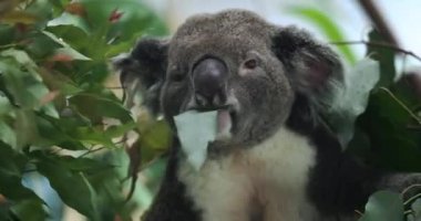 Koala Taipei Hayvanat Bahçesinde, Yakından.