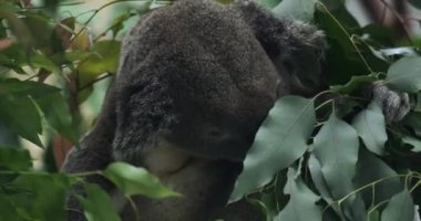 Koala Taipei Hayvanat Bahçesinde, Yakından.