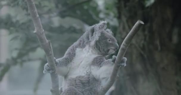 Koala Taipei Zoo Close — 비디오
