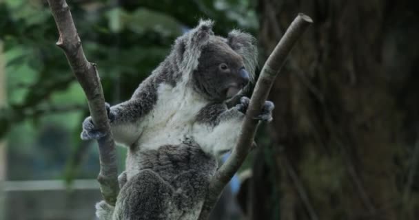 Koala Bear Στο Ζωολογικό Κήπο Της Ταϊπέι Κοντινό Πλάνο — Αρχείο Βίντεο