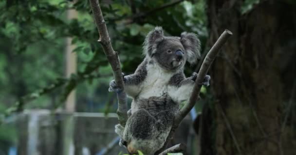 Oso Koala Zoológico Taipei Primer Plano — Vídeos de Stock