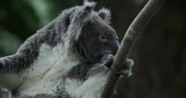 Niedźwiedź Koala Tajpej Zoo Zbliżenie — Wideo stockowe