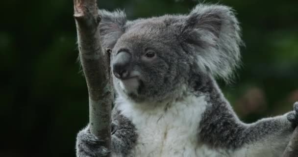 Koala Bear Στο Ζωολογικό Κήπο Της Ταϊπέι Κοντινό Πλάνο — Αρχείο Βίντεο
