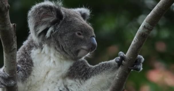 Koala Taipei Hayvanat Bahçesinde Yakından — Stok video