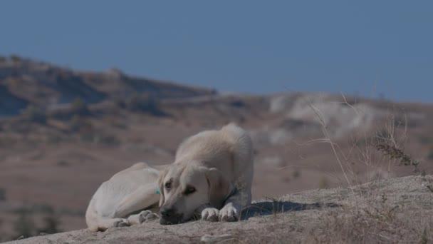 Duży Biały Pies Spoczywający Ziemi Zbliżenie — Wideo stockowe