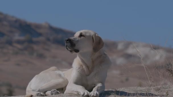 Μεγάλο Άσπρο Σκυλί Ξεκουράζεται Στο Έδαφος Close — Αρχείο Βίντεο