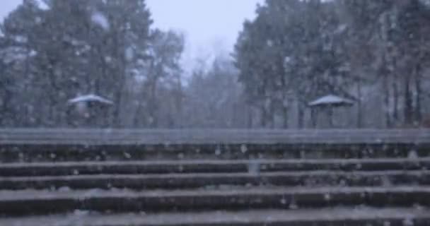 森林中树木的背景下大雪 冬天的天气 — 图库视频影像